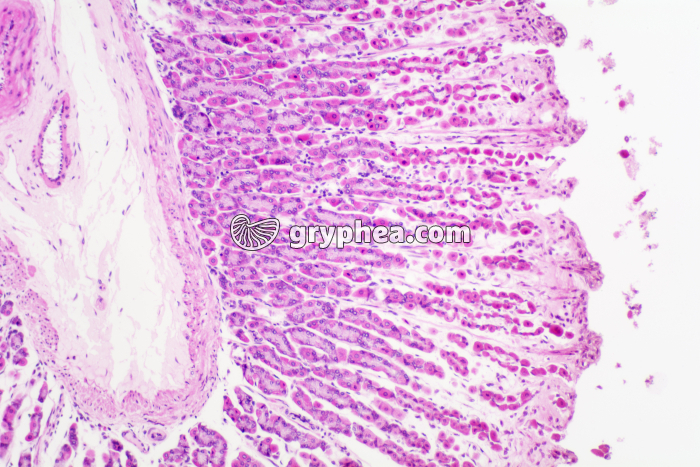 Estomac glandes gastriques et muscle lisse x40 - gryphea.org